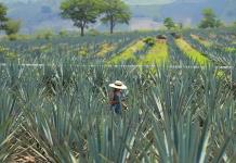 Baja a la mitad precio de piña de agave; pese a ello, industria del tequila crece