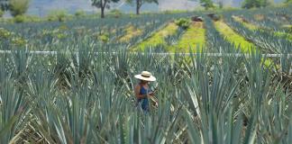 Aunque el agave bajó a mitad de precio y se manda menos tequila al extranjero, productores sostienen sus plantaciones