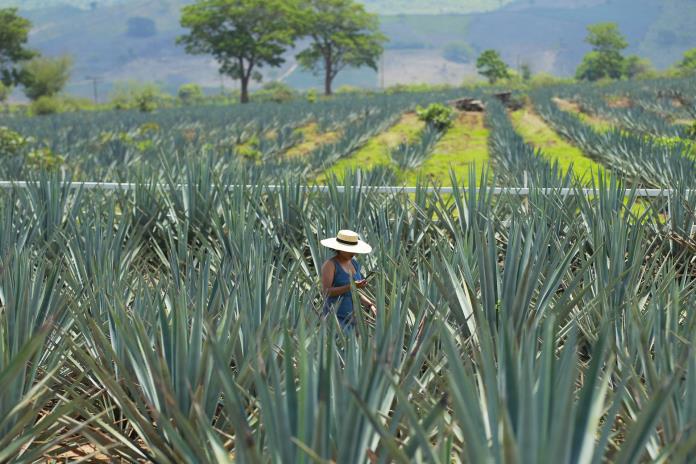 Baja a la mitad precio de piña de agave; pese a ello, industria del tequila crece