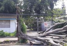 La tormenta del sábado derribó 35 árboles en Guadalajara y Zapopan