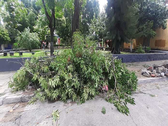 La tormenta del sábado derribó 35 árboles en Guadalajara y Zapopan