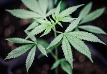 Alemania aprueba la legalización controlada del consumo de cannabis