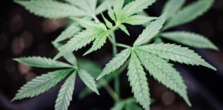 Ámsterdam participará en experimento de venta de cannabis producido en Países Bajos