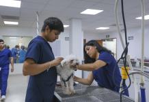 Hospital para mascotas de la UdeG: desde la cirugía hasta la rehabilitación