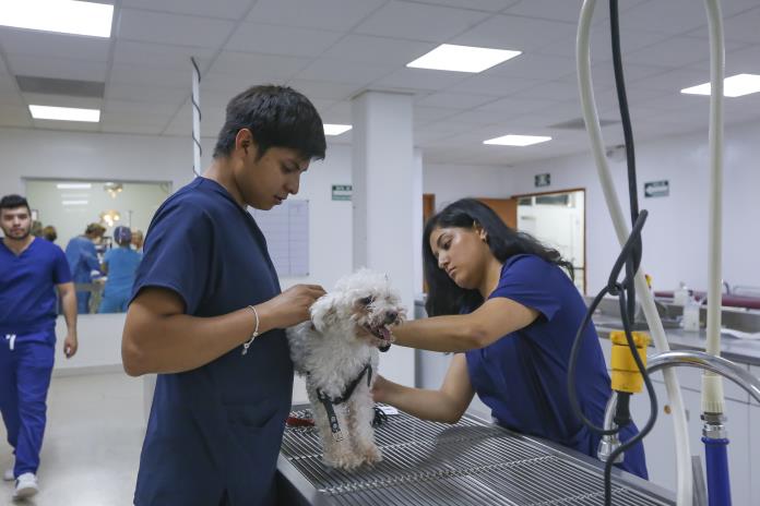 Hospital para mascotas de la UdeG: desde la cirugía hasta la rehabilitación