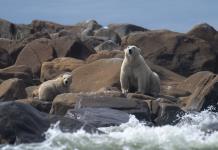 Estudio cuantifica vínculo entre gases de invernadero y supervivencia del oso polar