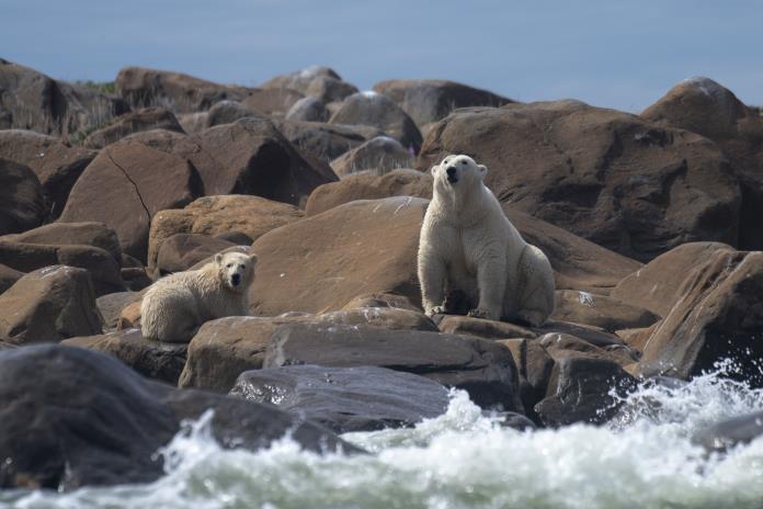 Estudio cuantifica vínculo entre gases de invernadero y supervivencia del oso polar