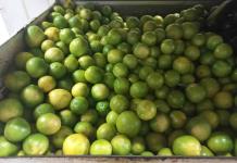 Violencia hacia limoneros en Michoacán ya impacta en el precio de este fruto en Jalisco