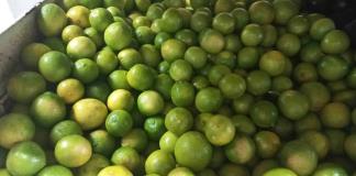 Violencia hacia limoneros en Michoacán ya impacta en el precio de este fruto en Jalisco
