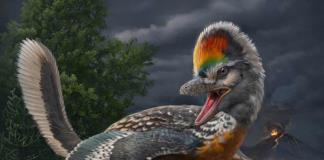 Hallan en China un fósil aviano, el eslabón perdido entre los dinosaurios y las aves