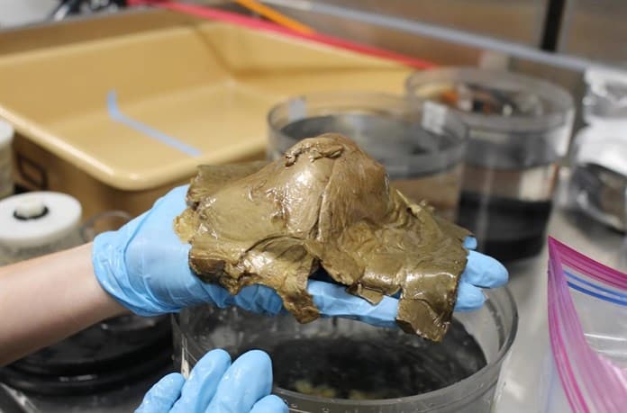 Analizan un misterioso huevo dorado descubierto en la profundidad del océano en Alaska