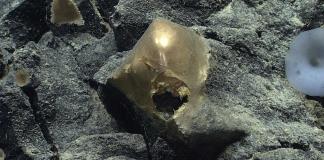Analizan un misterioso huevo dorado descubierto en la profundidad del océano en Alaska