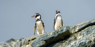 Chile lanza un plan especial para evitar la extinción del pingüino de Humboldt
