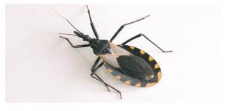 Chagas considerada una enfermedad silenciosa que puede causar la muerte