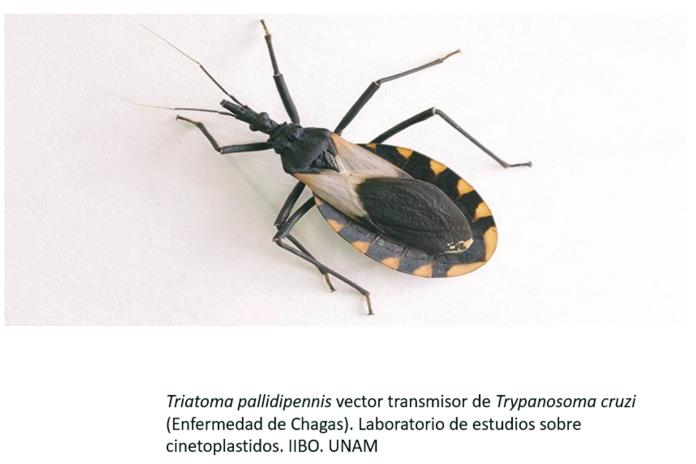 Chagas considerada una enfermedad silenciosa que puede causar la muerte