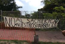 Zapopan genera nueva controversia: propone derribar árboles en la Colonia Santa Margarita