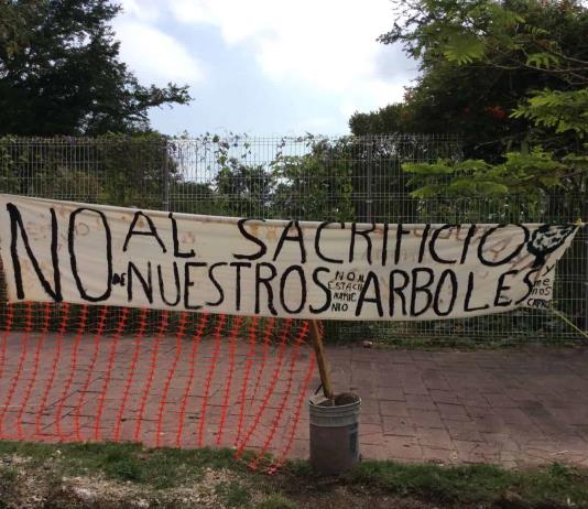 Zapopan genera nueva controversia: propone derribar árboles en la Colonia Santa Margarita