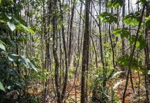 Científicos avistan en Brasil un árbol que se creía extinto hace 185 años