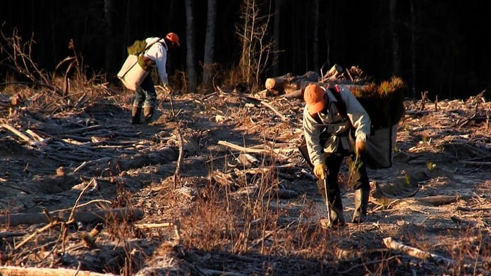 A Thousand Pines cuenta el trabajo de los mexicanos en la reforestación de EEUU