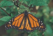 Michoacán espera un 12 % más de turistas por la mariposa monarca