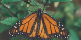 Michoacán espera un 12 % más de turistas por la mariposa monarca