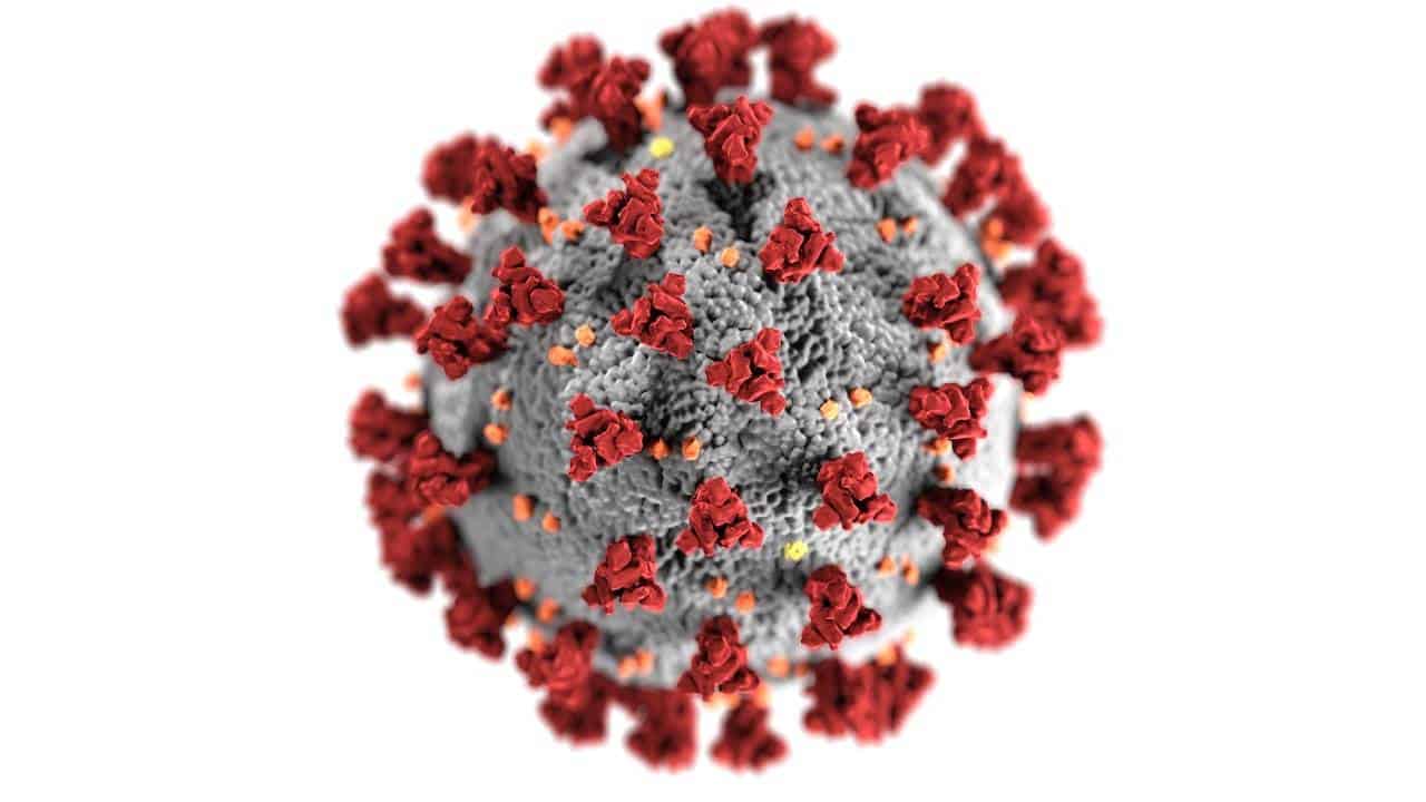 En vigilancia la OMS ante nuevo brote del virus Nipah en la India