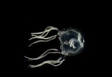 Sin cerebro, una medusa del Caribe es capaz de aprender a moverse