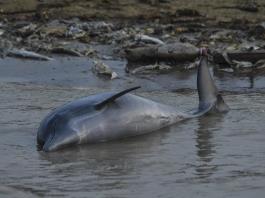 Biólogos investigan si una toxina causada por el calor mató a 120 delfines en la Amazonía