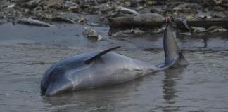 Biólogos investigan si una toxina causada por el calor mató a 120 delfines en la Amazonía Biólogos investigan si una toxina causada por el calor mató a 120 delfines en la Amazonía