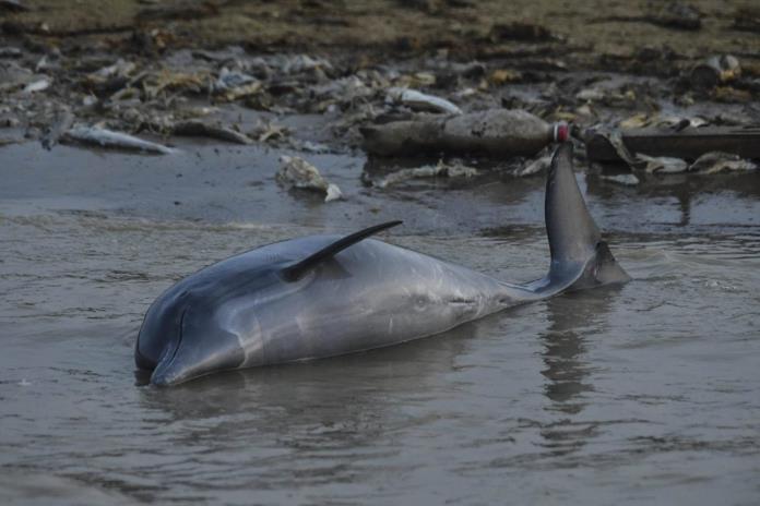 Biólogos investigan si una toxina causada por el calor mató a 120 delfines en la Amazonía Biólogos investigan si una toxina causada por el calor mató a 120 delfines en la Amazonía
