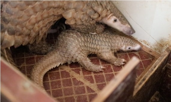 Descubren nueva especie de pangolín en China