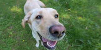 ¿Es el olfato un elemento vinculante entre perros y humanos?