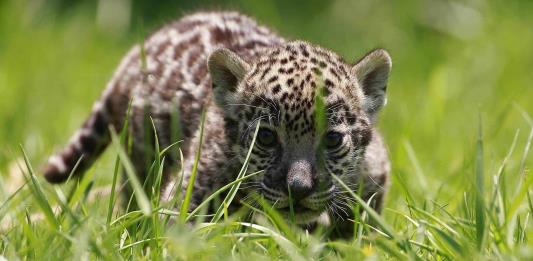 Expertos denuncian que muro fronterizo amenaza migración del jaguar entre México y EEUU