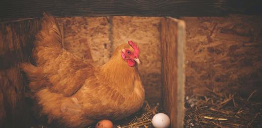 Gallinas y tomates, una apuesta de indígenas guatemaltecos contra la migración