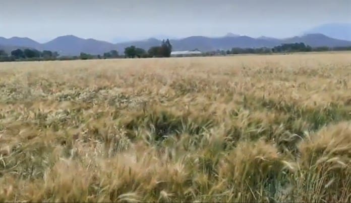 Productores de trigo de la Ciénega se quejan de atrasos en el pago de apoyos por parte de Segalmex  
