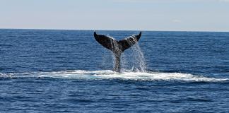 Los barcos de gran tamaño amenazan a las ballenas negras del Atlántico Norte, según estudio