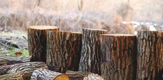 EEUU prolonga bloqueo a la madera de una empresa peruana por tala ilegal