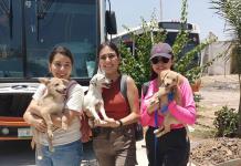 Refugio para perros "Salvando Peluditos con Amor" busca donaciones para seguir con su labor