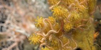 Descubren dos nuevos arrecifes de coral y montes submarinos en Galápagos