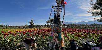 Sembradores de México esperan que el Día de Muertos les ayude a sobrevivir la sequía