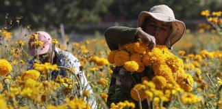 La flor de cempasúchil está lista para llegar a los altares mexicanos en el Día de Muertos