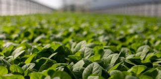 Las pol&iacute;ticas agr&iacute;colas no est&aacute;n a la altura del desaf&iacute;o clim&aacute;tico, seg&uacute;n la OCDE