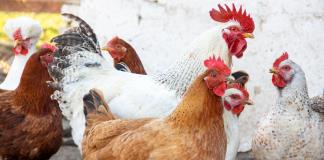 Alerta México por brote de gripe aviar altamente patógena detectada en Sonora 