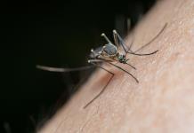 Salud Jalisco urge al Congreso que llame a municipios a reforzar medidas contra el dengue 