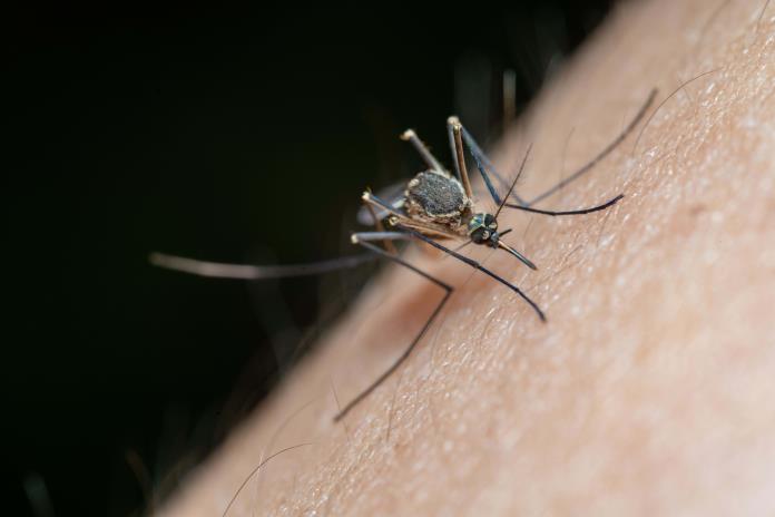 No te confíes: Jalisco registra más de 500 casos de dengue 