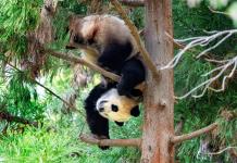Zoo de Washington devuelve a China tres pandas en medio de tensión diplomática