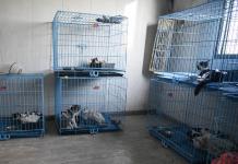 Defensores de los gatos en China luchan para evitar el tráfico ilegal de su carne