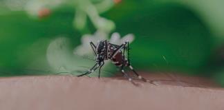 En alerta la SSJ ante circulación de los cuatro serotipos de dengue en estados vecinos 