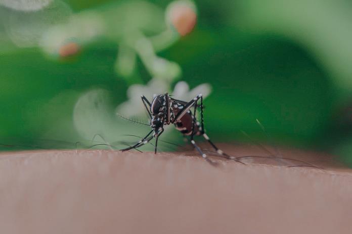 En alerta la SSJ ante circulación de los cuatro serotipos de dengue en estados vecinos En alerta la SSJ ante circulación de los cuatro serotipos de dengue en estados vecinos