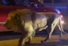 Alerta en Italia por un león que escapó de un circo